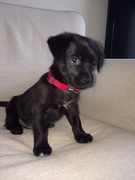 honden foto van Milou en Noah