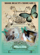 honden foto van Kennel Moor Beauty Chihuahua