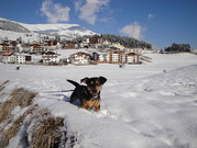 honden foto van Kiki en Kwispel !