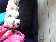 honden foto van shavanna