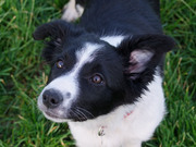 honden foto honden foto van nanda