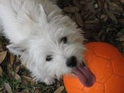 honden foto van Els Spronk