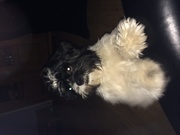 honden foto van marion 