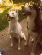 honden foto van HuskyGirl