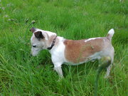 honden foto honden foto van Maya