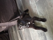 honden foto honden foto van jootje