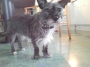 honden foto honden foto van Babs & Juul