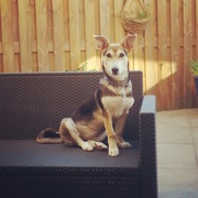 honden foto honden foto van Annabel