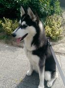 honden foto van Meryem,Günes,Alaca & Sirma