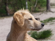 honden foto van harry korteland