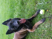 honden foto honden foto van Sitaatje