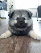 honden foto van mellle