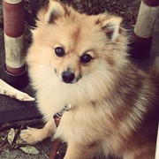 honden foto van JoyceG