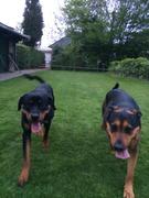 honden foto van hannis