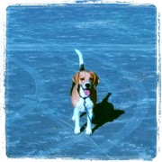 honden foto van Taissa en Luna