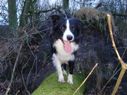 honden foto van Paul Keustermans
