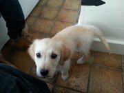 honden foto van Lucas