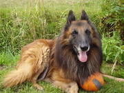 honden foto van margit