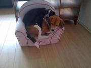 honden foto van Maartje 