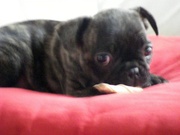 honden foto van karin