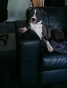 honden foto van Lionel