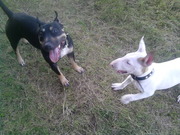 honden foto van Angel en Gino
