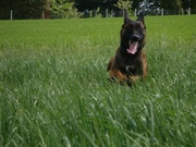 honden foto honden foto van MLM_13