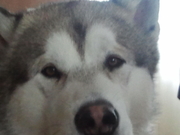 honden foto van Demi&the alaskan malamute Thalon