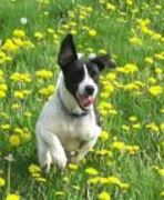 honden foto van Sharon