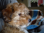 honden foto honden foto van mildy