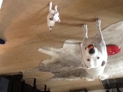 honden foto van Brigitte