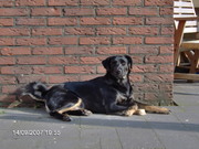 honden foto van Gerdine