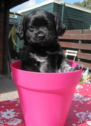 honden foto van Mojito