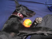 honden foto van NenH