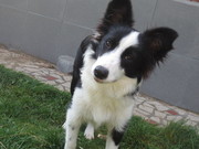 honden foto van Jolene (Jane)