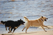 honden foto van Michelle