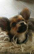 honden foto van patricia