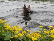 honden foto van Linda