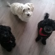 honden foto honden foto van Paulien