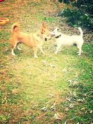 honden foto honden foto van charona