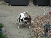 honden foto van Iggy/Milo