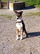 honden foto van Myrna