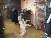 honden foto van michelle