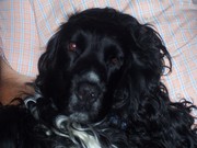 honden foto van felix