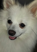 honden foto van Miruko