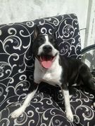 honden foto van steef