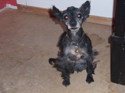 honden foto van corina