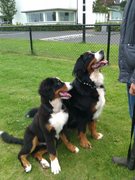 honden foto van Naomi