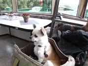 honden foto van yonne tabor