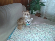 honden foto van samantha